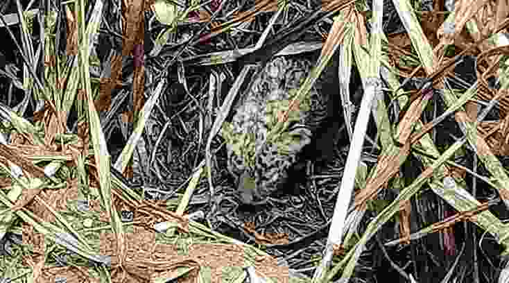 children picked up the leopard cub, mistaking it for a kitten