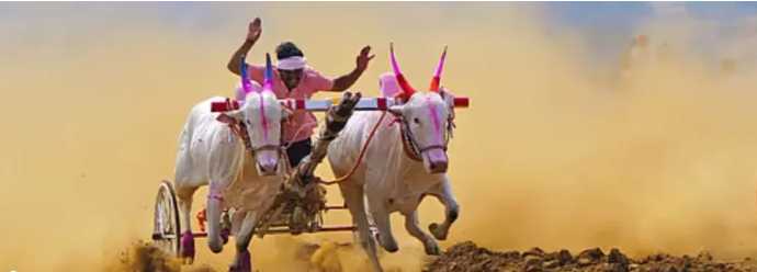 Spectator dies after being hit by bullock cart during race