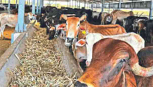 Eight cows poisoned by fodder in Sangamner taluka, two die
