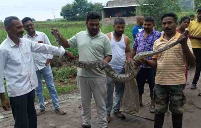 Farmer's panic sets in after seeing python in Sangamner taluka