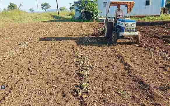 Farmer in Sangamnera turns rotavator on onions