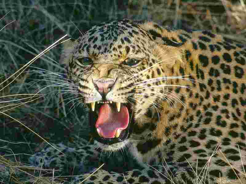 Woman dies after leopard attacks sugarcane field