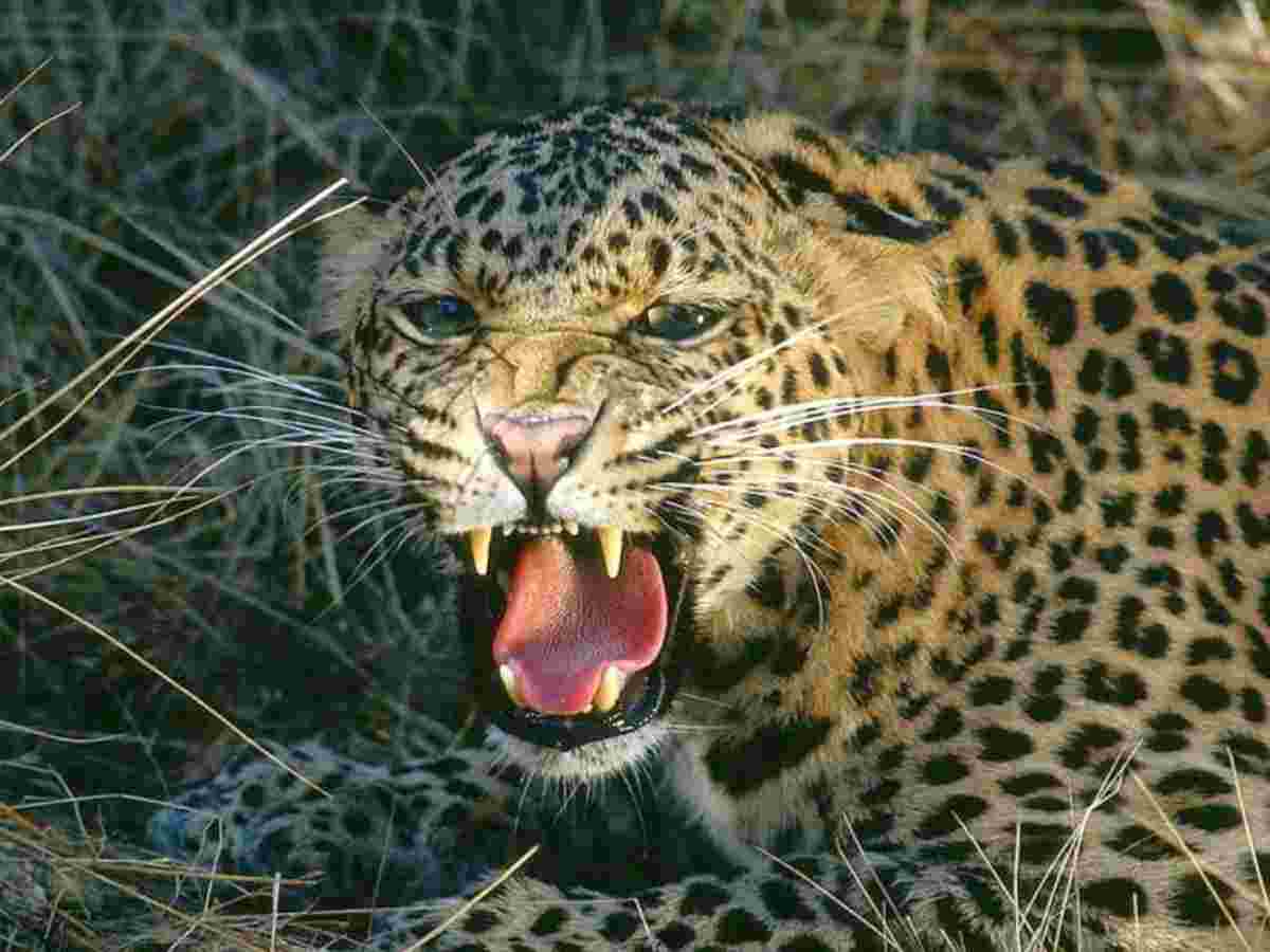 Leopard enters cowshed in broad daylight kills 7 goats