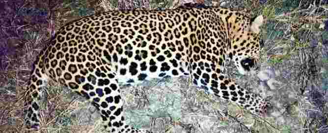 Man-eating leopard killed, shot by two shooters