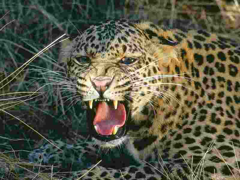 Sangamner Leopard attacks youth