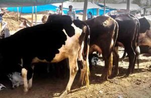 Strike in Sangamner arrested for transporting cattle