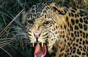 sangamner taluka news two leopard in sukevaadi