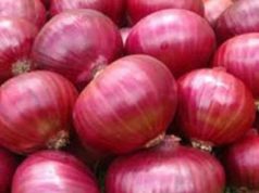 Applying PM Crop Insurance for Rabbi Onion