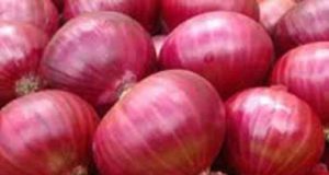 Applying PM Crop Insurance for Rabbi Onion