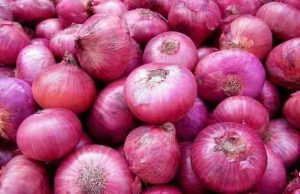 Akole Onion Market Price