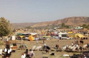 Due to drought in Rajur urus 