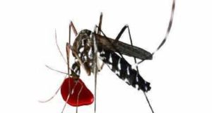 Latest News Dengue outbreak in Akole 