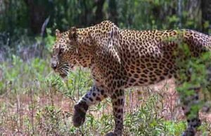 News Young man abducted by leopard