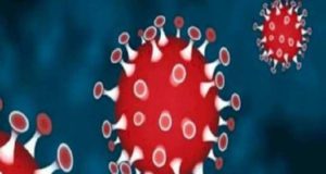 Sangamner Taluka 43 corona infected