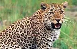 Pathardi leopard picked up Chimurdi from the yard Ahmednagar News| Latest Ahmednagar News | Marathi Batmya Today Live & Marathi News Live | Marathi Batmya | Marathi News | Breaking live news