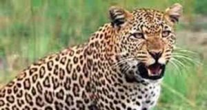 Shrigonda Eight goats die in leopard attack