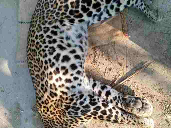 Sangamner Bibatya killed in a vehicle crash 