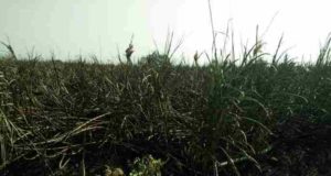 Shrigonda fire to kill two snakes and burnt 10 acres of sugarcane