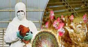 50 hens die in this taluka in Ahmednagar 