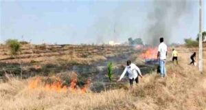 Trees were destroyed in a forest fire in Sangamner taluka