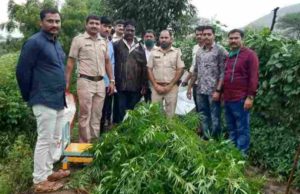 Crime News Cannabis worth lakhs of rupees seized in this village in Akole 