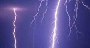 Accident lightning strike killed three animals
