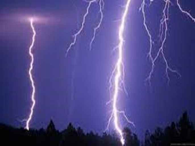 Akole Cows and oxen die in lightning strikes