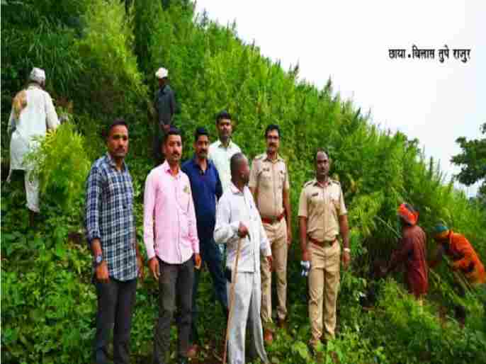 Crime News Cannabis cultivation in Akole taluka