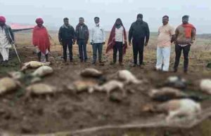 Ahmednagar 17 sheep and two goats die in Ashwi