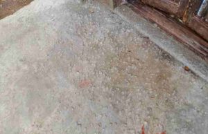 Hail rain in this part of Ahmednagar 
