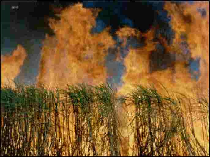 Rahuri Burn 25 acres of sugarcane in the taluka