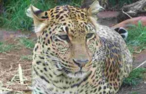 13-year-old boy injured in leopard attack