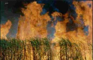 Rahata 30 acres of sugarcane are on fire