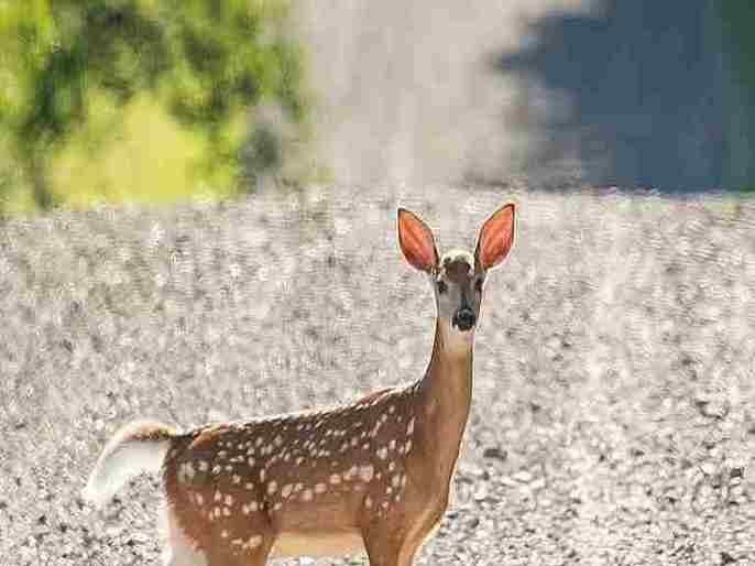 Deer Death in collision with unknown vehicle in Sangamner 
