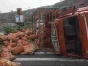 Accident due to reversal of tempo carrying corn on Pune-Nashik highway