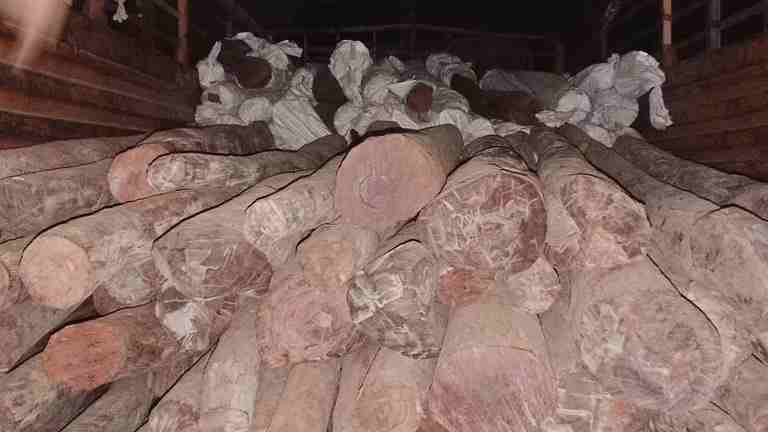Ahmednagar Blood sandalwood worth Rs 3 crore 25 lakh seized