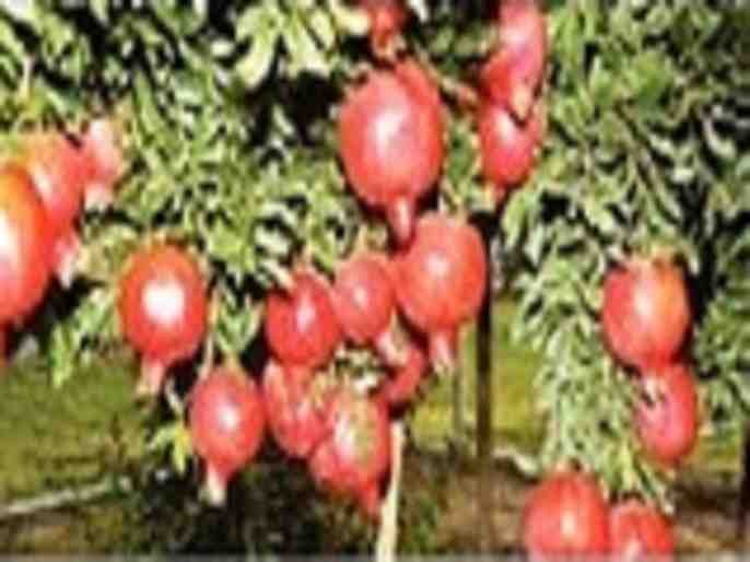 Crime Filed 70 carat pomegranate stolen from farm in Sangamner taluka