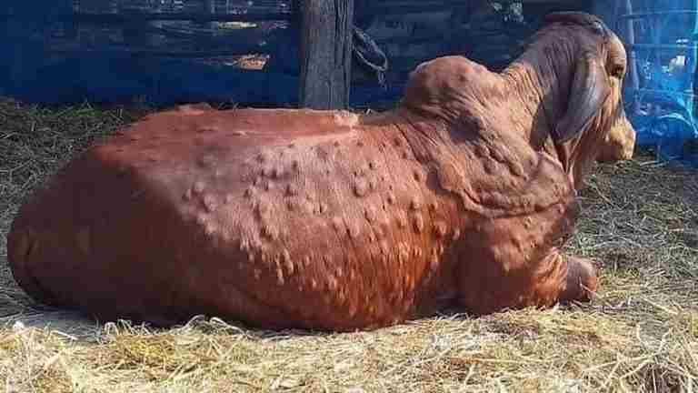 Concern among farmers due to outbreak of lumpy disease in Akole