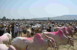 Rajur Dangi animal exhibition is canceled due to Lumpy