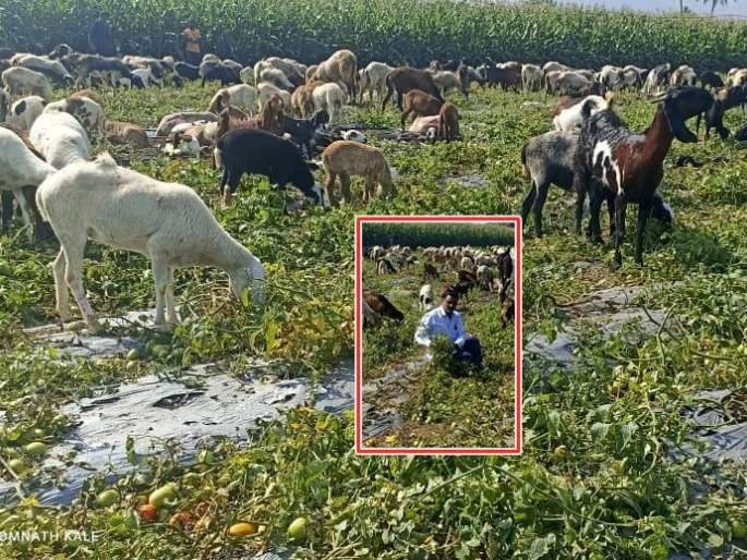 Sangamner Goats and sheep left in tomato fields