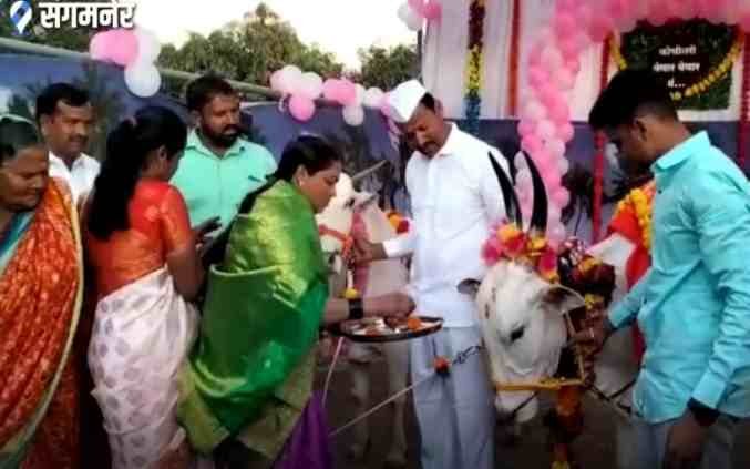 a unique ceremony of a cow in Sangamner