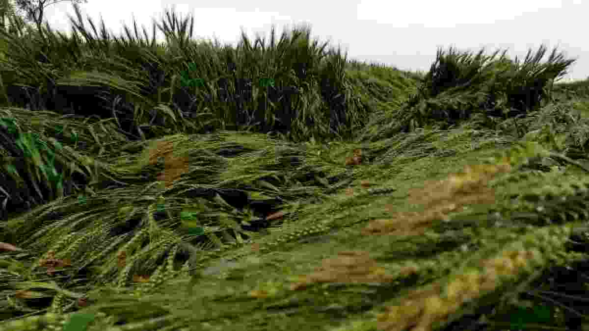 Akole taluka hit by unseasonal rain