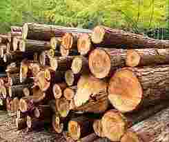 3 pickups and one truck transporting illegal timber and materials were seized
