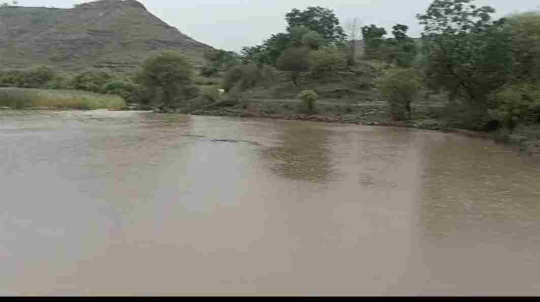Heavy rain in Sangamner, cow dies due to lightning