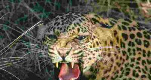 Four-year-old boy dies in leopard attack