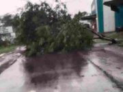 Heavy rains in this area, trees fell on the road