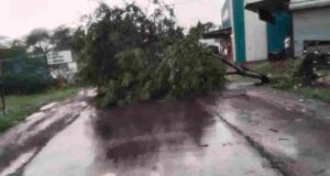 Heavy rains in this area, trees fell on the road