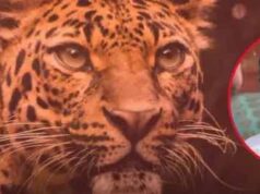 Woman injured in leopard attack dies