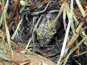 children picked up the leopard cub, mistaking it for a kitten