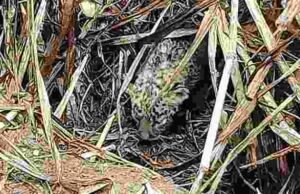children picked up the leopard cub, mistaking it for a kitten